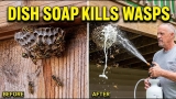 Dish Soap for Killing Wasps